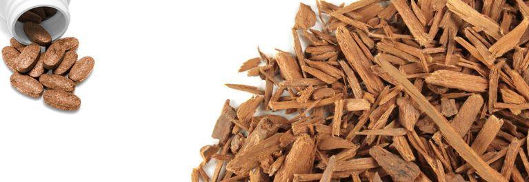 The Health Benefits of the Traditional Herb: Yohimbe - GNC India