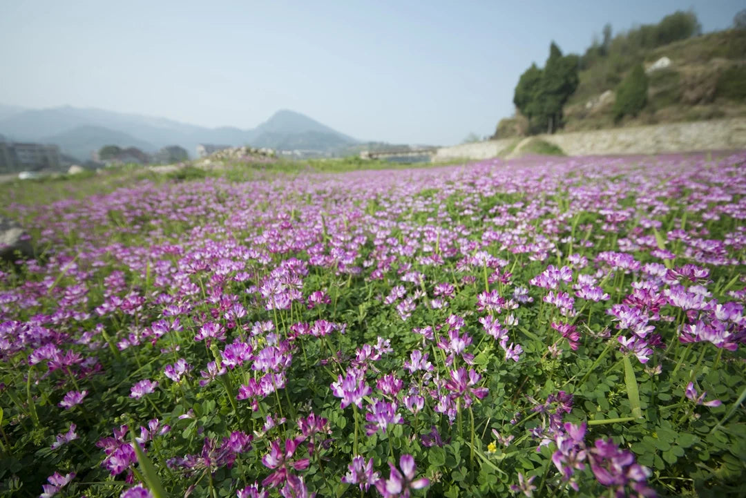 Unlock the Mystery of Astragalus: The Ancient Herb - GNC India
