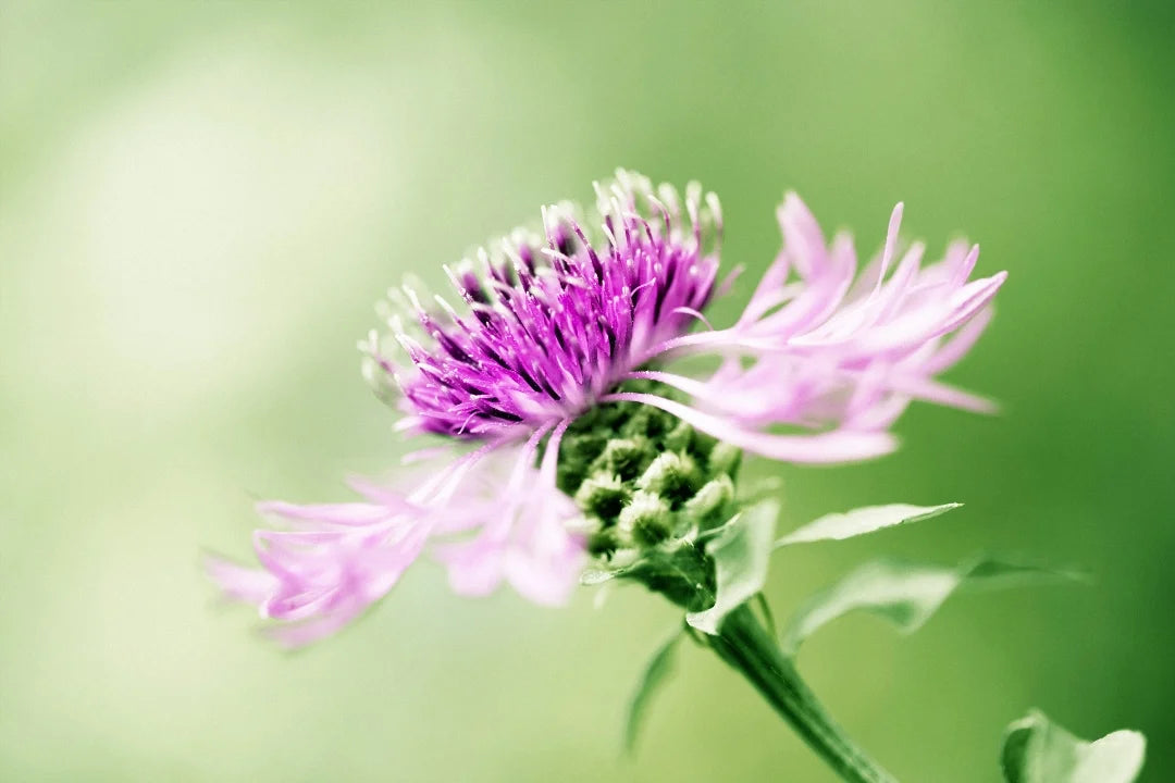 4 Main Health Benefits of Milk Thistle - GNC India