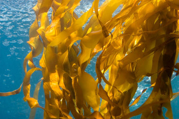 Amazing Benefits of Kelp - GNC India