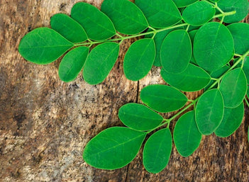 Moringa Oleifera or Drumstick: An Incredible Plant for weight loss - GNC India
