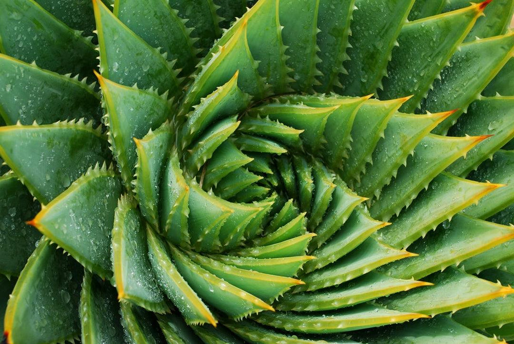 Aloe Vera for your skin during winters - GNC India