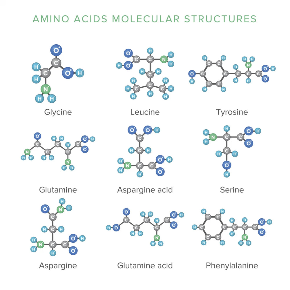 Essential Amino Acids: Definition and Benefits - GNC India