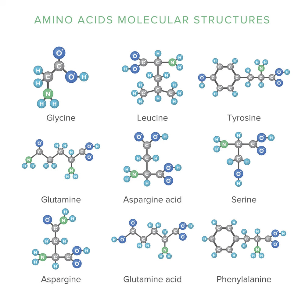 Essential Amino Acids Definition And Benefits GNC Live Well GNC India Essential amino acids definition and benefits gnc live well gnc india