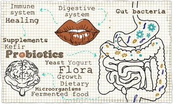 The Connection Between Gut and Brain: Role of Probiotics - GNC India